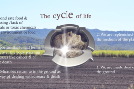 cycle of life