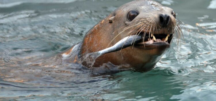 Scientists Sound Alarm After Finding 25% of California Sea Lions Have Cancer