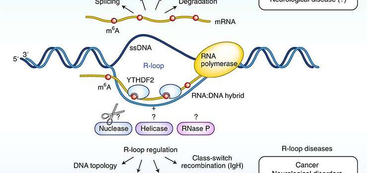 Modified RNA has a direct effect on DNA