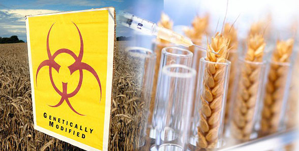 GMOs for world food shortage & reducing carbon foot print