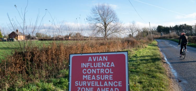 Bird flu, H5N1 variant: first human case of the strain potentially fatal Bird flu, H5N1 variant: first human case of the strain potentially fatal