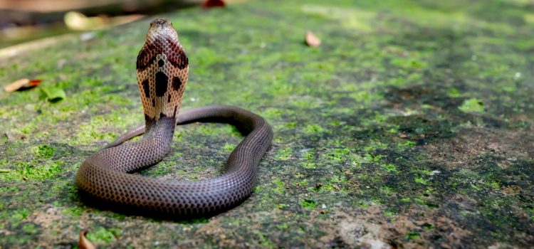 Covid 19/ treatment snake venom poisoning?