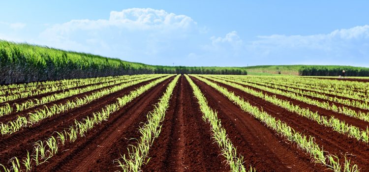 Get big or get out: Trying to survive in Australia’s Agriculture | SBS The Feed