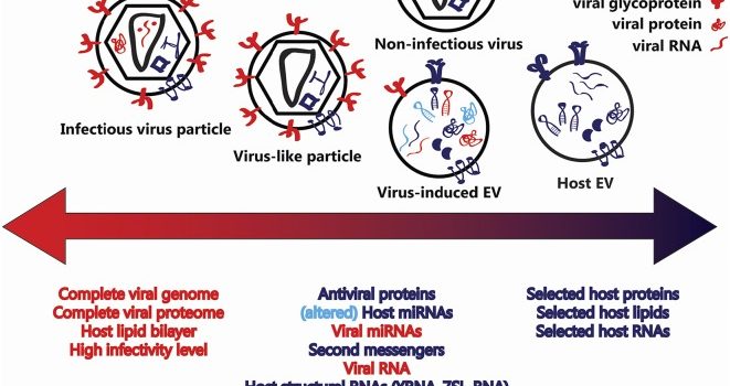 Extracellular vesicles and viruses: Are they close relatives?