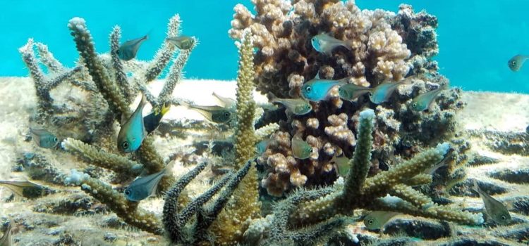The Great Barrier Reef/ science/ UNESCO