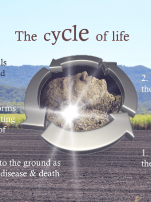 cycle of life